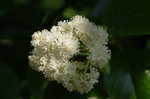 Climbing hydrangea